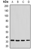SDCBP antibody