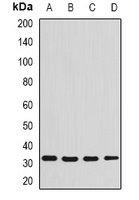 Anti-Syntenin Antibody