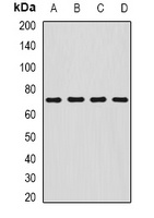 Anti-SDHA Antibody