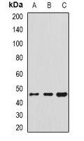 SERPINH1 antibody