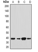 SH3GL2 antibody