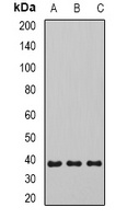 Anti-SIRT4 Antibody