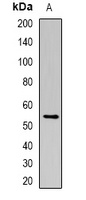 SLC16A4 antibody