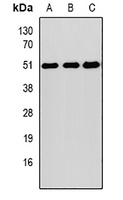 Anti-SOCS4 Antibody