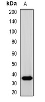 Anti-SOX2 Antibody