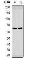 Anti-HAI-1 Antibody