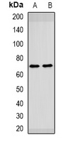 SPINT1 antibody