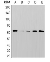 STK38 antibody