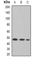 Anti-Tapasin Antibody