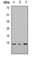 Anti-TCEB2 Antibody