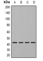 Anti-TIA1 Antibody