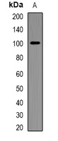 Anti-CD282 Antibody