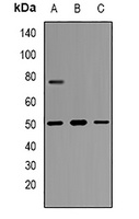 Anti-Thymopoietin Antibody
