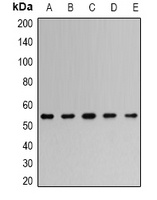 Anti-TRAF2 Antibody