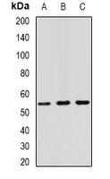 TRIM21 antibody