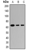 TRIM23 antibody