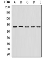 Anti-STS-1 Antibody