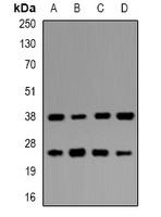 UBE2Z antibody