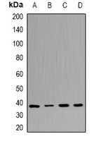 Anti-UFD1L Antibody