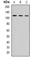 USO1 antibody