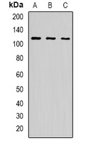 Anti-p115 Antibody