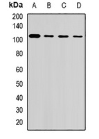 USP26 antibody