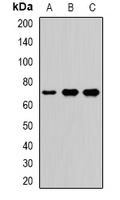 VANGL2 antibody