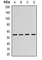 Anti-N-WASP Antibody