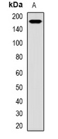 WNK3 antibody