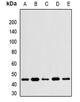 Anti-WNT4 Antibody