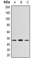 WNT5B antibody