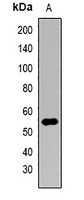 Anti-WWTR1 Antibody