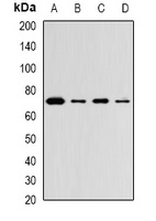 ZBTB16 antibody