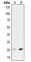 HSPB6 antibody