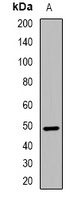 Anti-Cyclin E1 (Phospho-T77) Antibody