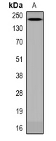 ANAPC1 antibody