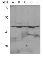 Anti-p47 phox Antibody