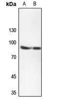 Anti-TMEM16J Antibody