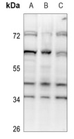 SRSF5 antibody
