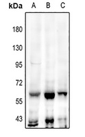 Anti-TEAD2 Antibody