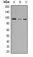 Anti-ZFP95 Antibody