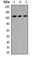 PRPF40A antibody