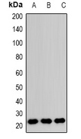 Anti-RAB24 Antibody