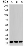 RAB24 antibody