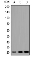 TRAPPC5 antibody