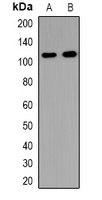 Anti-USP37 Antibody