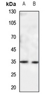 CACNG5 antibody