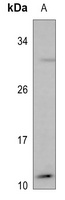 MYCBP antibody