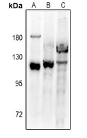 VPS54 antibody