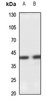 SETMAR antibody